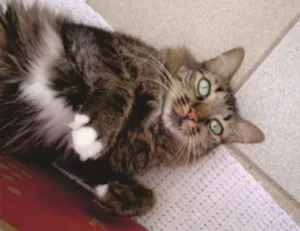 Gato raça maine coon idade 5 anos nome larissa