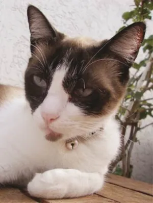 Gato raça SRD idade 3 anos nome Mica