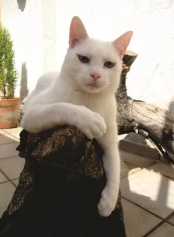 Gato ra a SRD idade 3 anos nome Baruck
