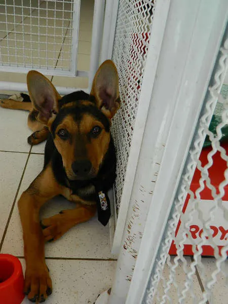 Cachorro ra a SRD idade 7 a 11 meses nome ZORELHA