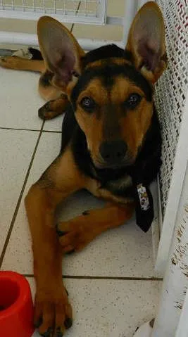 Cachorro raça SRD idade 7 a 11 meses nome ZORELHA