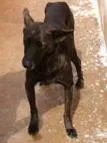 Cachorro ra a SRD idade 5 anos nome Petrus