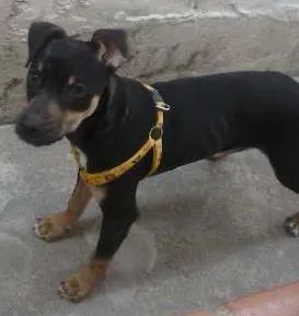 Cachorro raça não definida idade 2 a 6 meses nome valente
