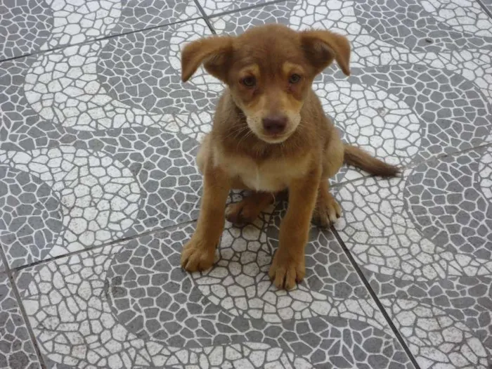 Cachorro ra a Mista idade 2 a 6 meses nome Zed