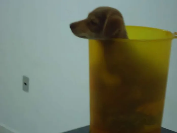 Cachorro ra a Mista idade 2 a 6 meses nome Zed