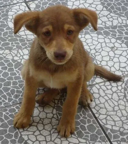 Cachorro ra a Mista idade 2 a 6 meses nome Zed