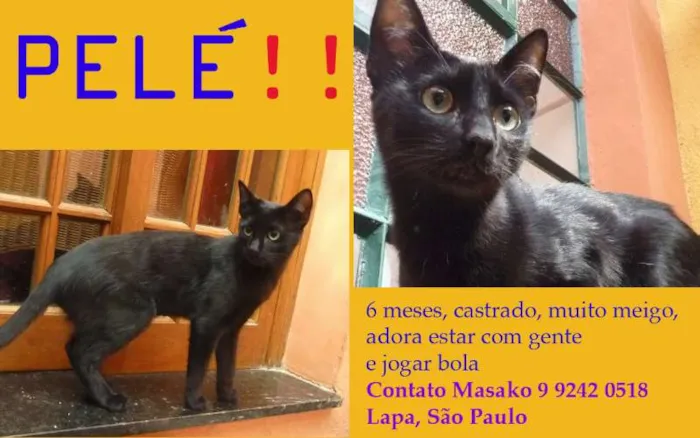 Gato ra a SRD idade  nome Pelé