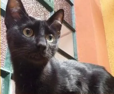 Gato ra a SRD idade  nome Pelé