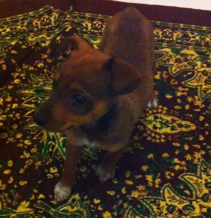 Cachorro ra a  idade 2 a 6 meses nome sem nome