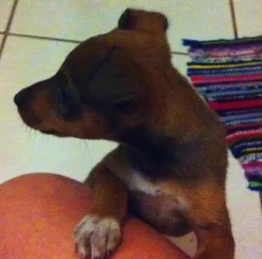 Cachorro ra a  idade 2 a 6 meses nome sem nome
