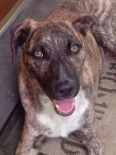 Cachorro ra a SRD idade 7 a 11 meses nome Hulk