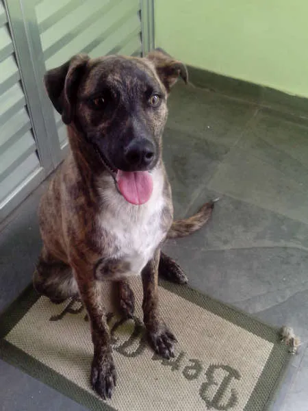 Cachorro ra a SRD idade 7 a 11 meses nome Hulk
