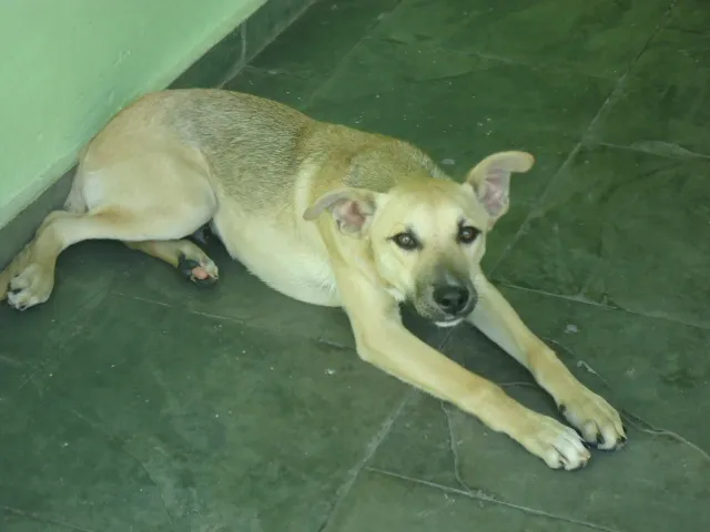 Cachorro ra a SRD idade 7 a 11 meses nome Lippi