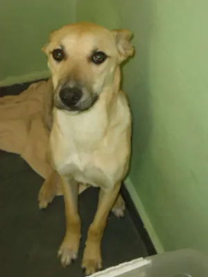 Cachorro raça SRD idade 7 a 11 meses nome Lippi