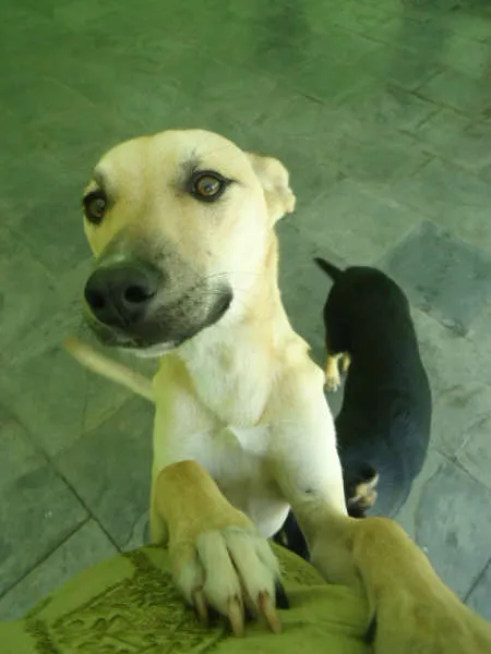 Cachorro ra a SRD idade 7 a 11 meses nome Lippi