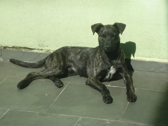 Cachorro ra a SRD idade 7 a 11 meses nome Freddy