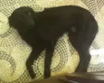 Bolt