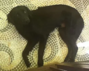 Cachorro raça SRD idade 1 ano nome Bolt