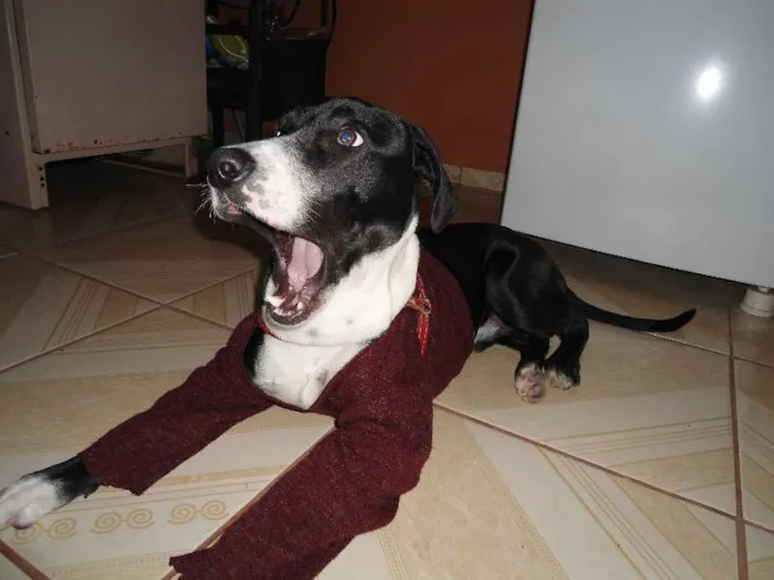 Cachorro ra a Rottweiler e Dalmata idade 1 ano nome Luke