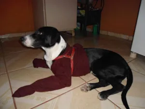 Cachorro raça Rottweiler e Dalmata idade 1 ano nome Luke