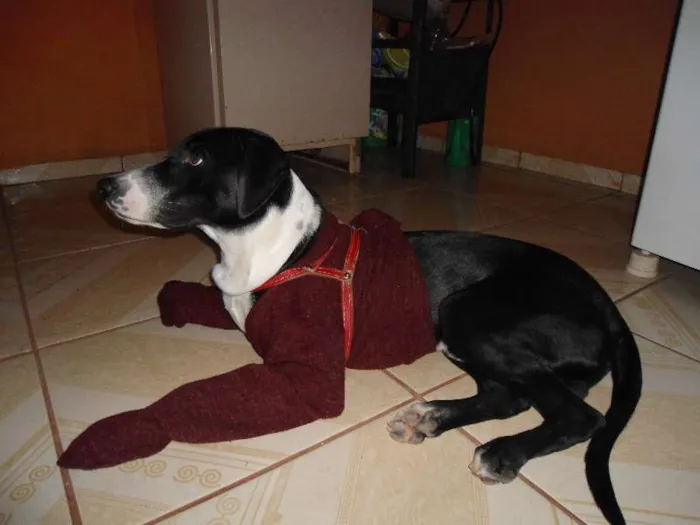 Cachorro ra a Rottweiler e Dalmata idade 1 ano nome Luke