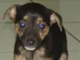 Dolly