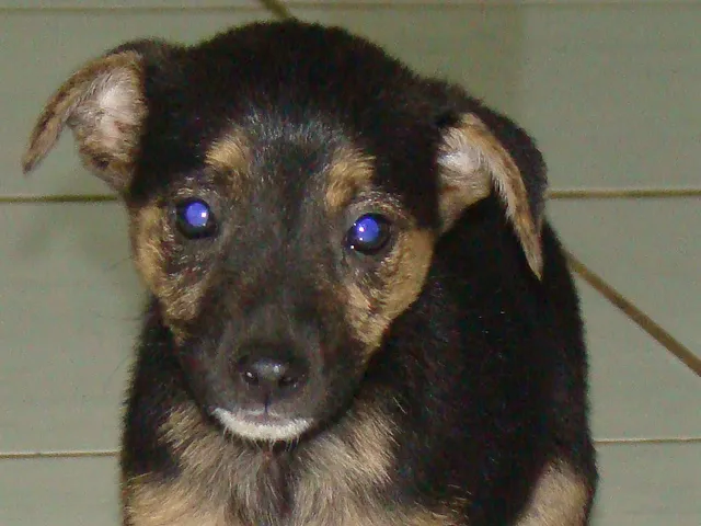 Cachorro ra a SRD idade 2 a 6 meses nome Dolly