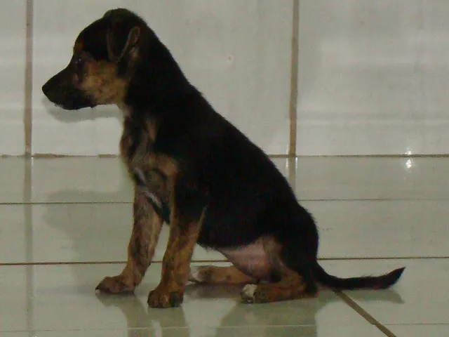 Cachorro ra a SRD idade 2 a 6 meses nome Dolly