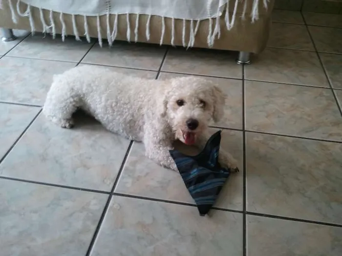 Cachorro ra a Poodle idade 3 anos nome Joe