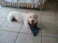 Joe