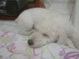Joe