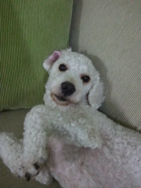 Cachorro ra a Poodle idade 3 anos nome Joe