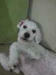 Joe