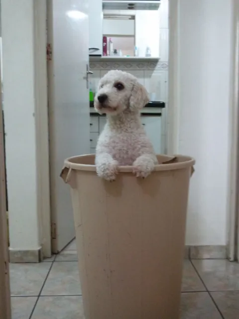 Cachorro ra a Poodle idade 3 anos nome Joe