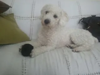 Cachorro ra a Poodle idade 3 anos nome Joe
