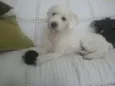 Joe