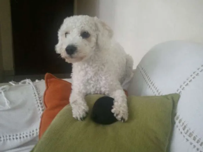 Cachorro ra a Poodle idade 3 anos nome Joe