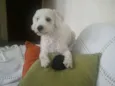 Joe