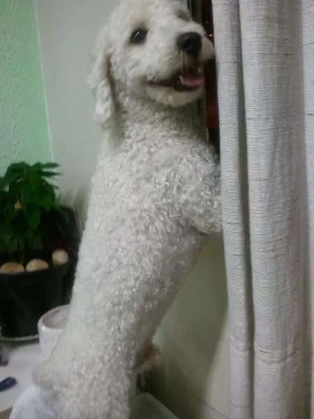 Cachorro ra a Poodle idade 3 anos nome Joe