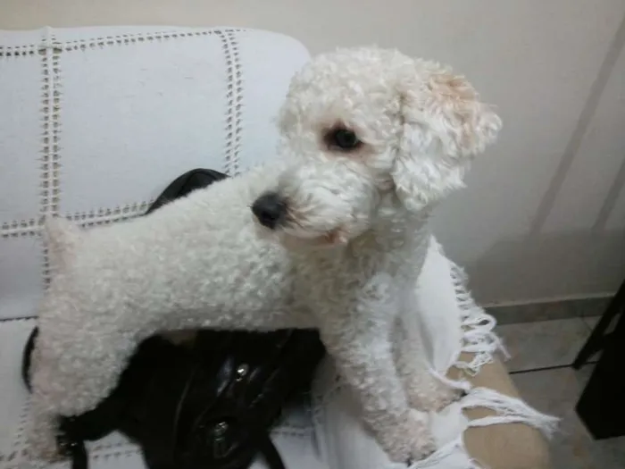 Cachorro ra a Poodle idade 3 anos nome Joe