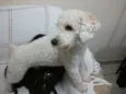 Joe