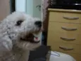 Joe