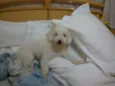 Joe