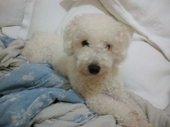 Cachorro ra a Poodle idade 3 anos nome Joe
