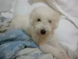 Joe
