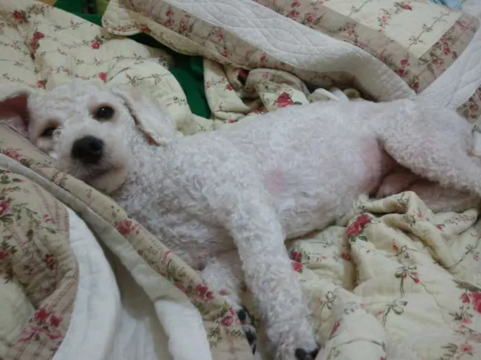Cachorro ra a Poodle idade 3 anos nome Joe