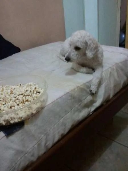 Cachorro ra a Poodle idade 3 anos nome Joe