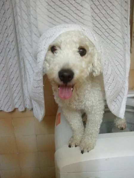Cachorro ra a Poodle idade 3 anos nome Joe