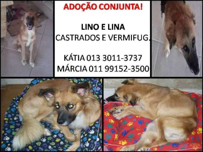 Cachorro raça SRD idade 1 ano nome Lino e Lina