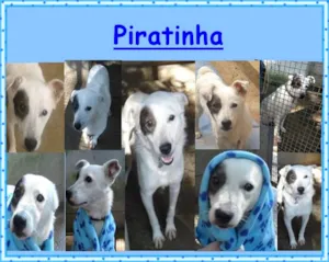 Cachorro raça SRD idade 2 anos nome Piratinha